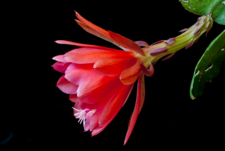 Flor de pitaya