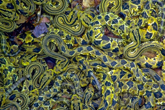 Serpientes de cascabel 