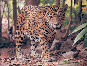 Jaguar Panthera onca ©Aarón Ramírez Kapta F22 